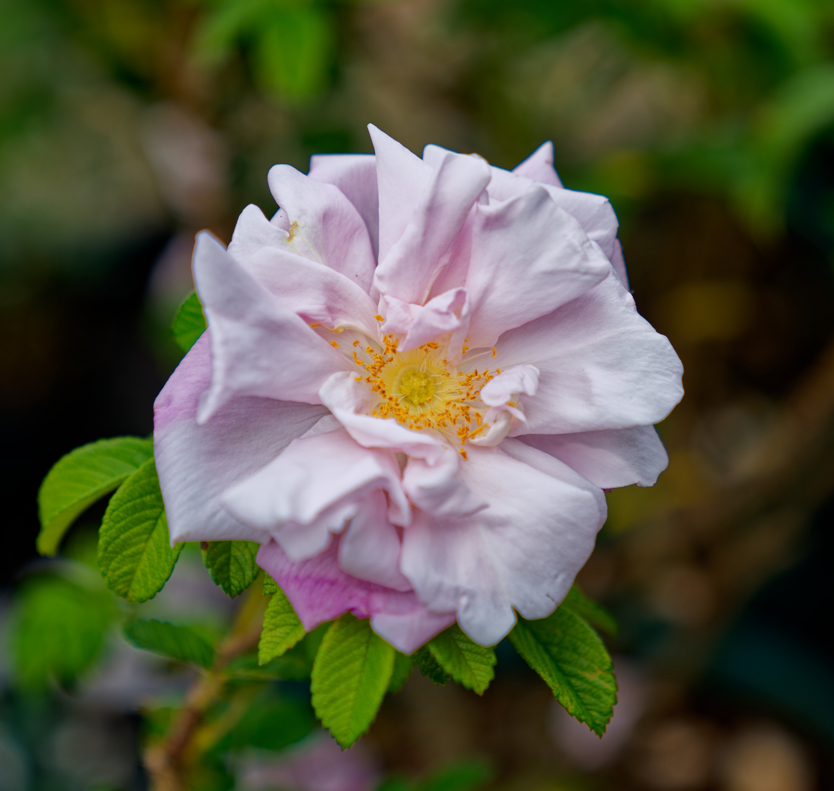 La Roseraie "Les Roses de Daniel"